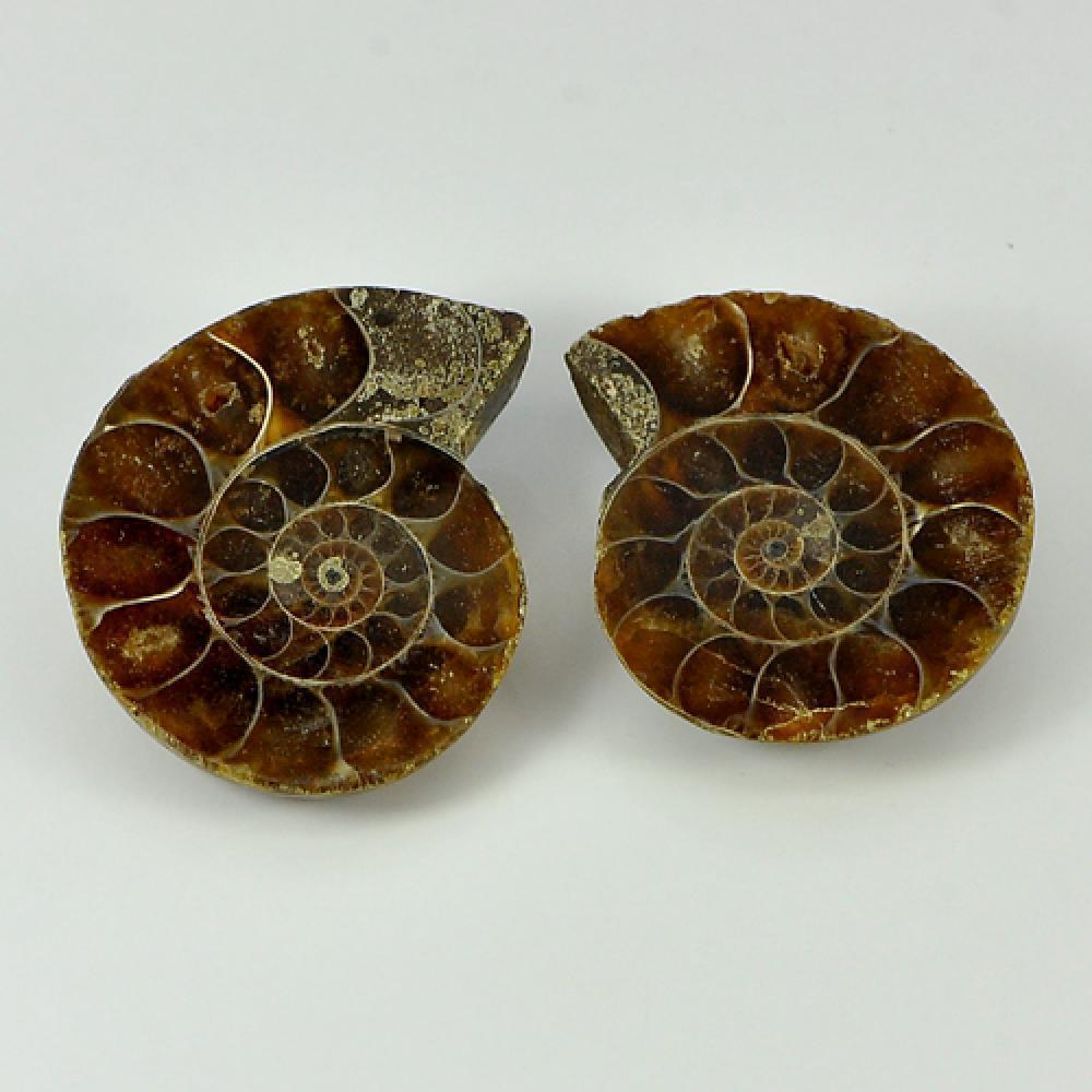 Yellow Brown Ammonite Fossil 63.82 Ct. 2 Pcs. Natural Unheated From Madagascar