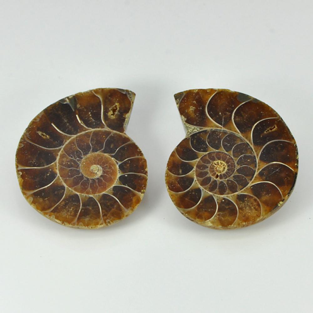 Yellow Brown Ammonite Fossil 104.00 Ct. 2 Pcs. Natural Unheated From Madagascar