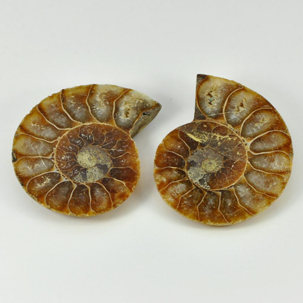 80.66 Ct. Natural Yellow Brown Ammonite Fossil From Madagascar Unheated