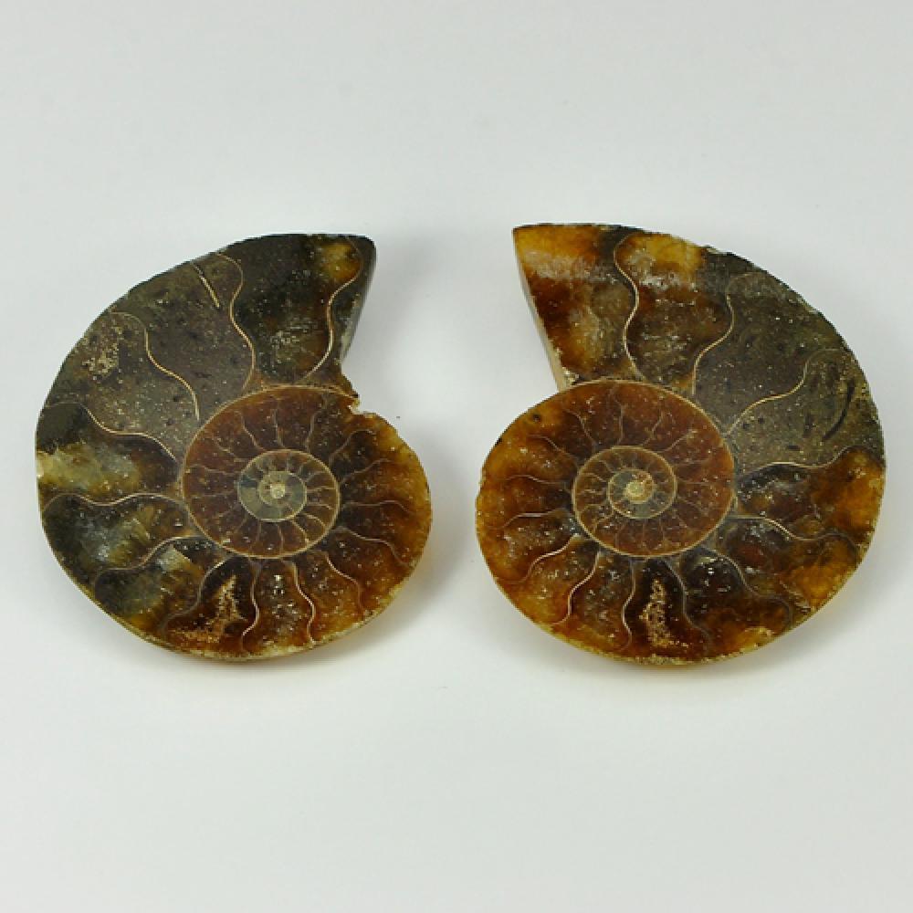 Yellow Brown Ammonite Fossil 67.06 Ct. 2 Pcs. Natural Unheated From Madagascar