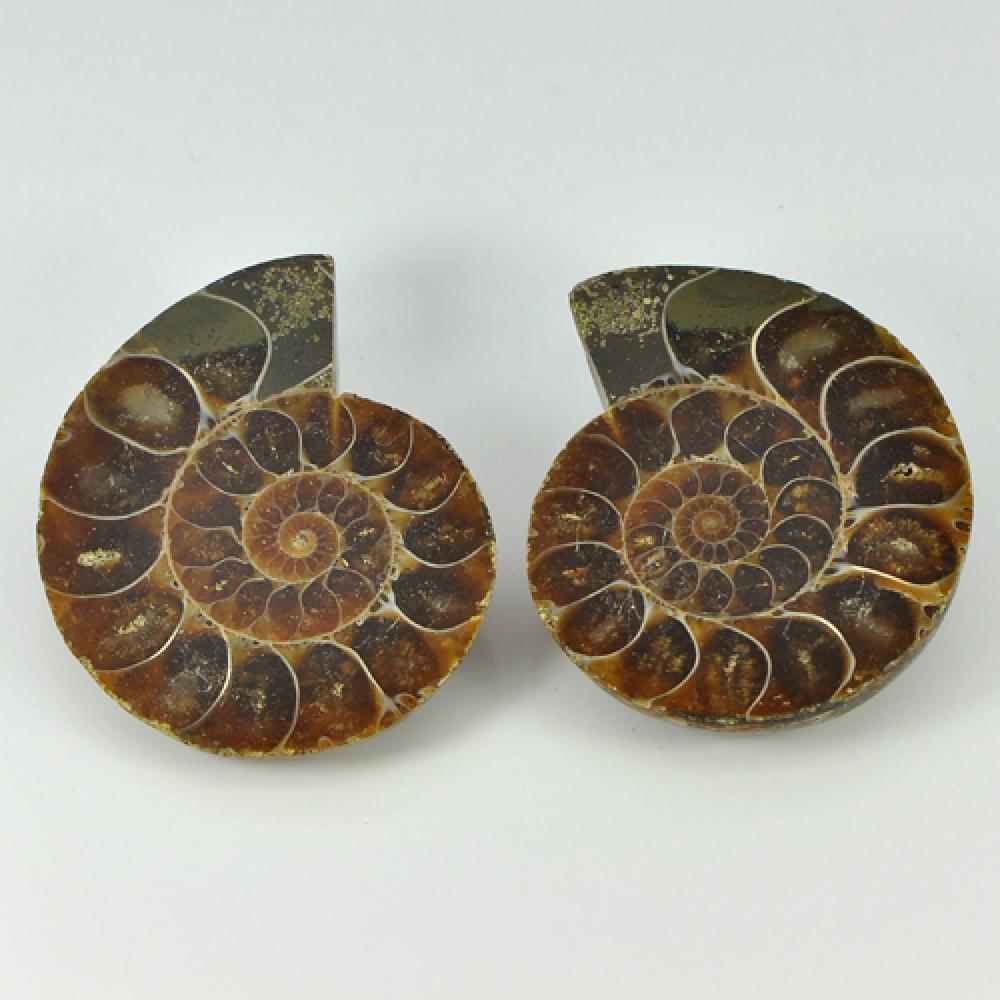 Yellow Brown Ammonite Fossil 161.28 Ct. 2 Pcs. Natural Unheated From Madagascar
