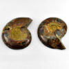 Unheated 95.29 Ct. 2 Pcs. Natural Ammonite Fossil Snail