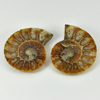80.66 Ct. Natural Yellow Brown Ammonite Fossil From Madagascar Unheated 80.66 Ct. Natural Yellow Brown Ammonite Fossil From Madagascar Unheated