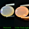 Multi-Color Play Of Colour Opal 0.87 Ct. Oval Shape 9 x 7 Mm. Natural Gemstone
