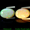Natural 1.02 Ct. 11.2 x 7.7 mm. Oval Cabochon Multi - Color Play Of Colour Opal Natural 1.02 Ct. 11.2 x 7.7 mm. Oval Cabochon Multi - Color Play Of Colour Opal